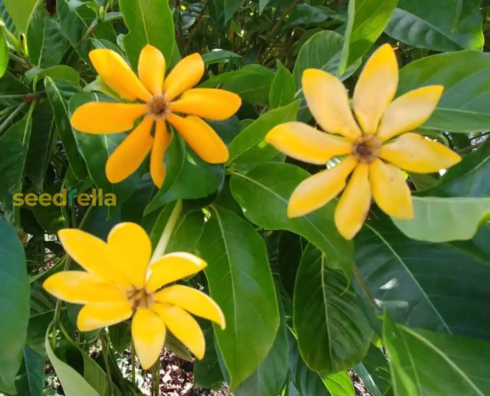 Yellow Yellow Fragrant Flower seeds for plantingFragrant Flower Seeds Planting Guide