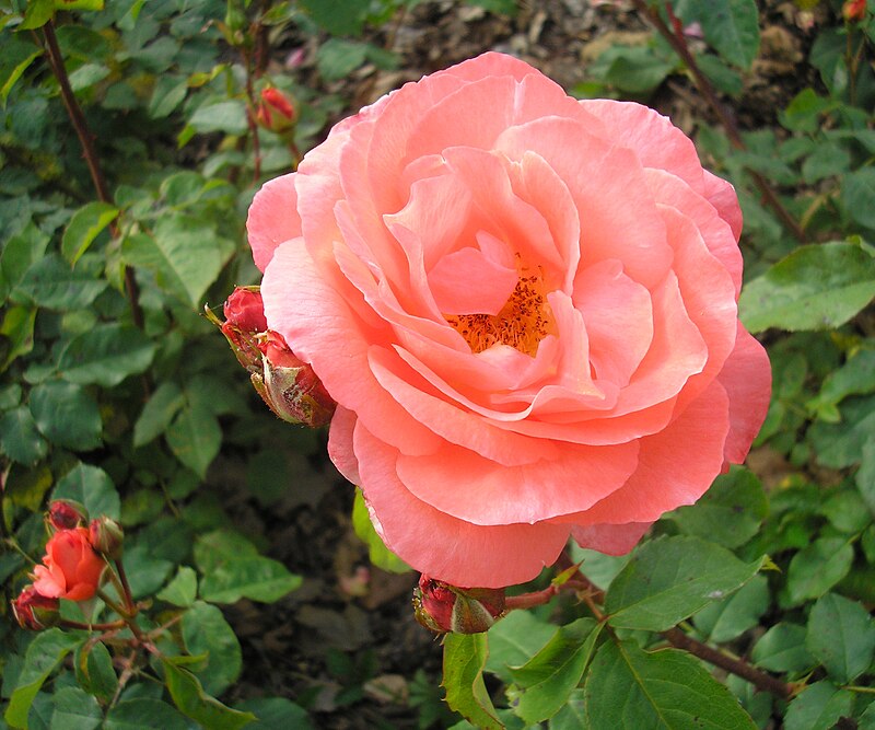 Heirloom (Heirloom Rose) seeds for planting in home garden