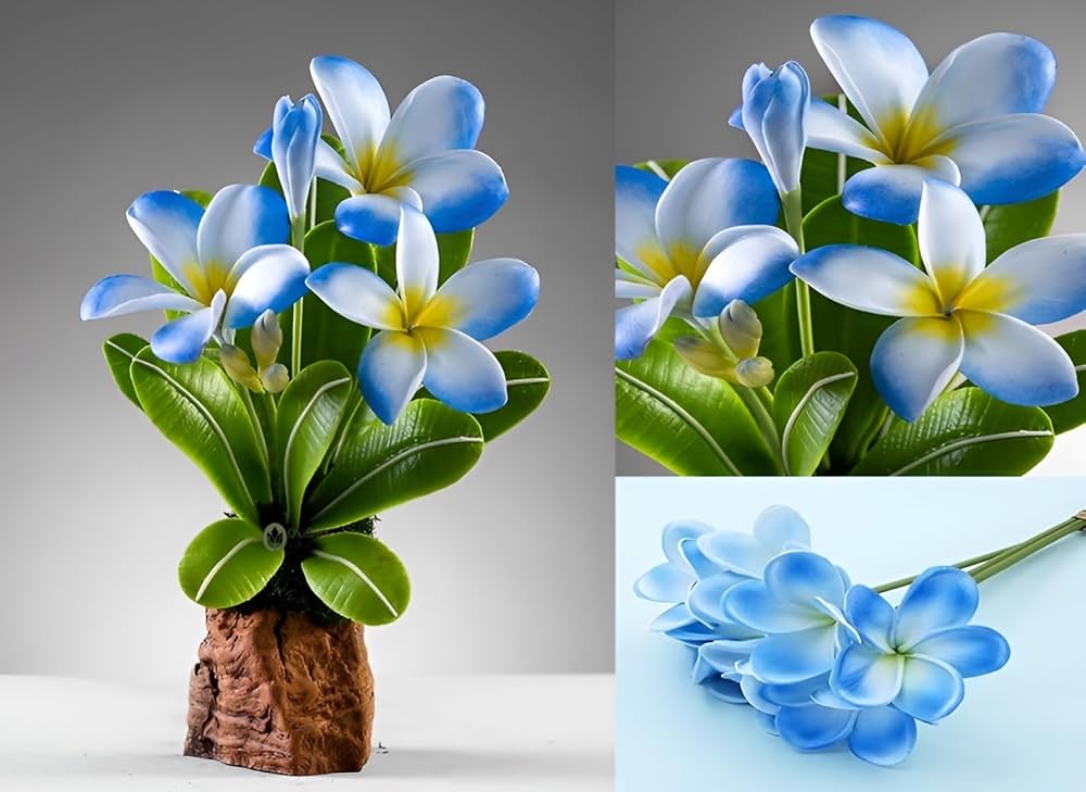 Sky Blue Frangipani flowers in bloom