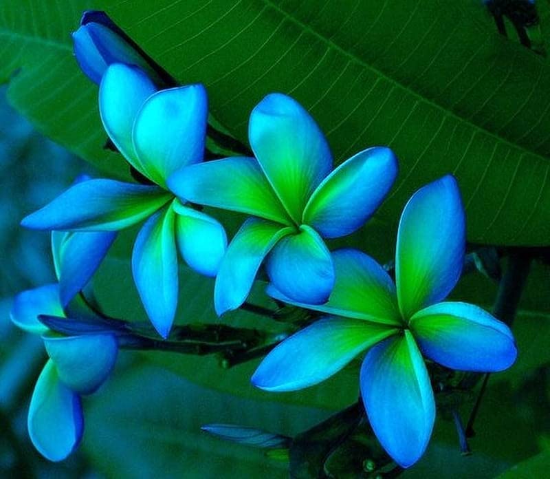Frangipani Sky Blue flower seeds for planting