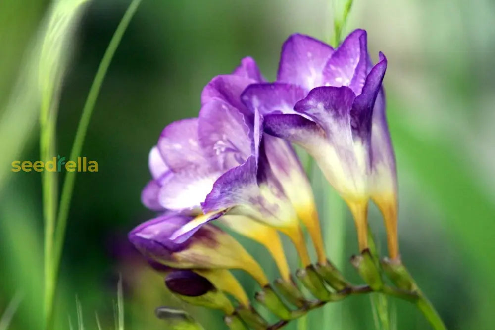 Blue Freesia flowering seeds for gardens