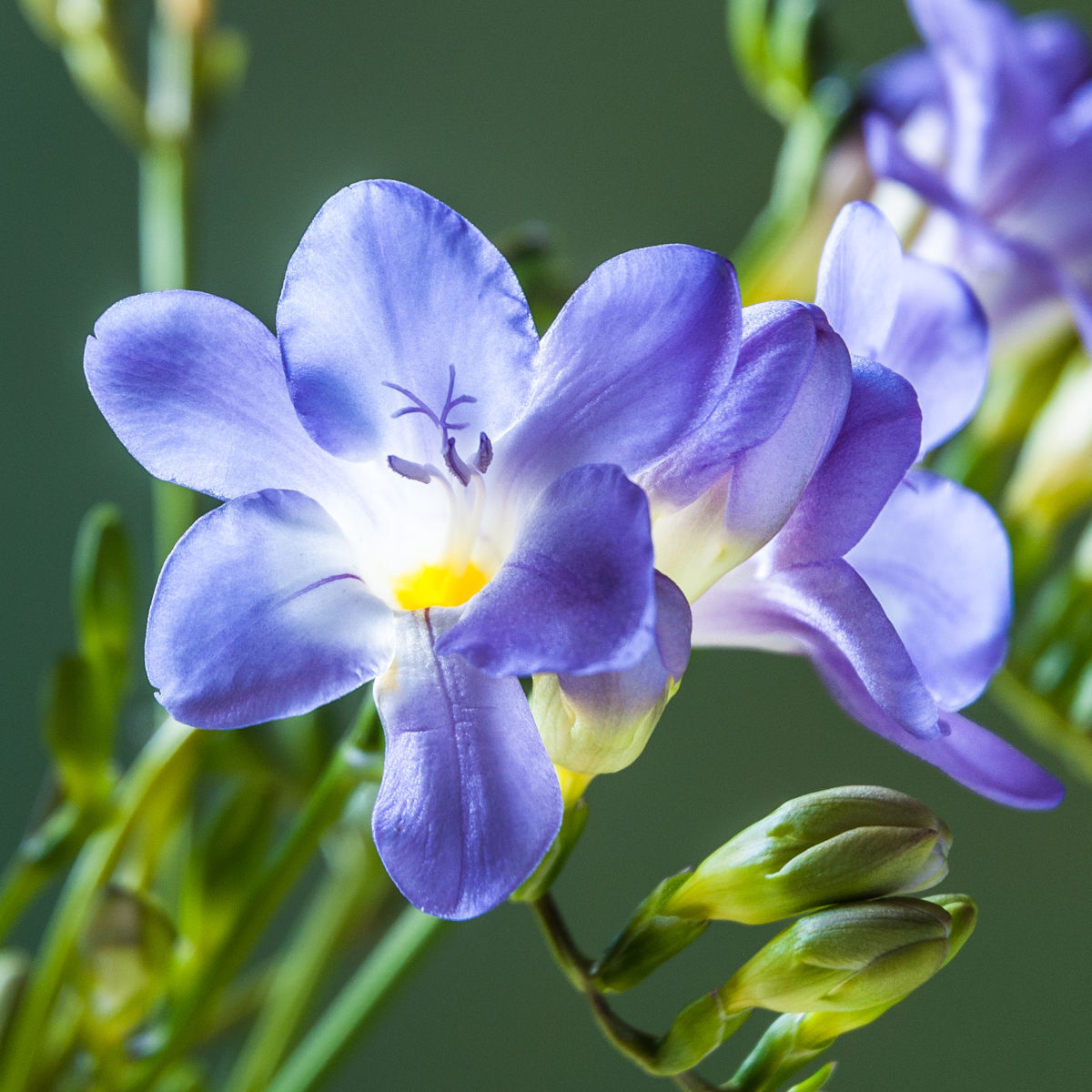 High germination Blue Freesia seeds