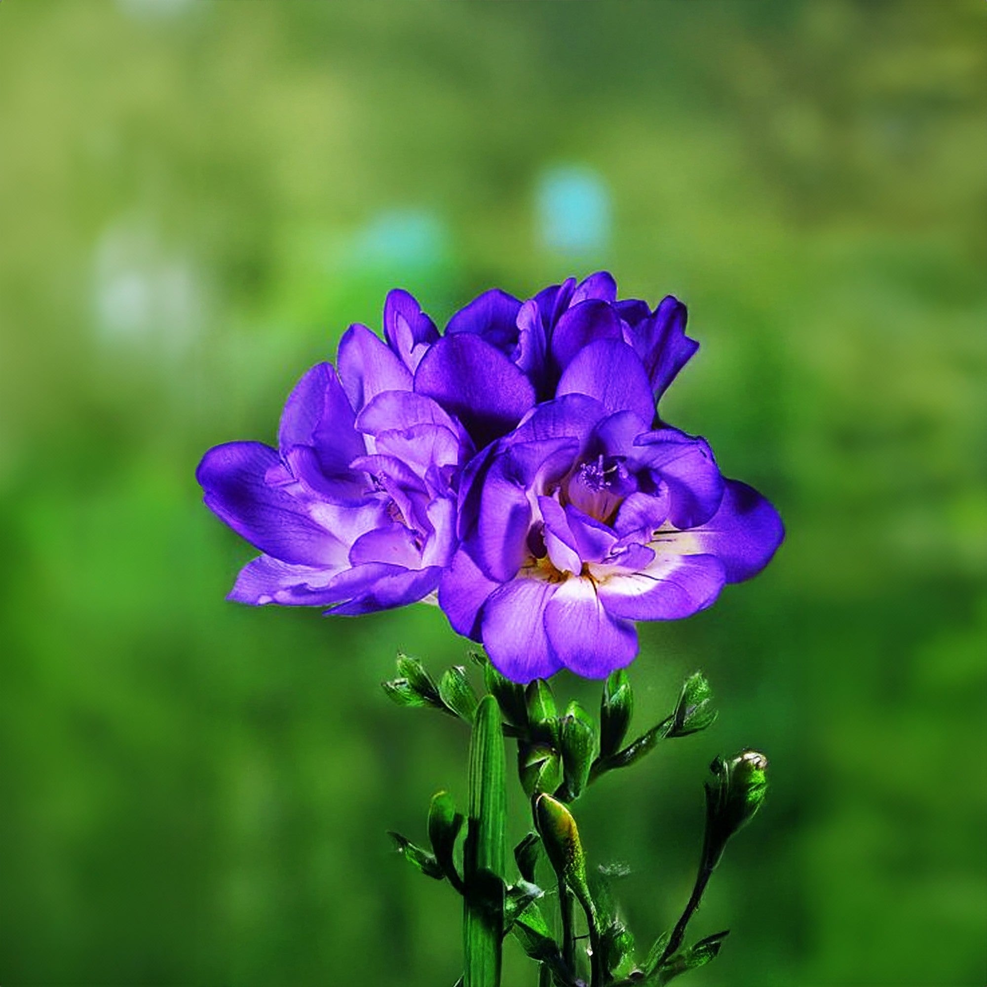 Ornamental Blue Freesia seeds for landscapes