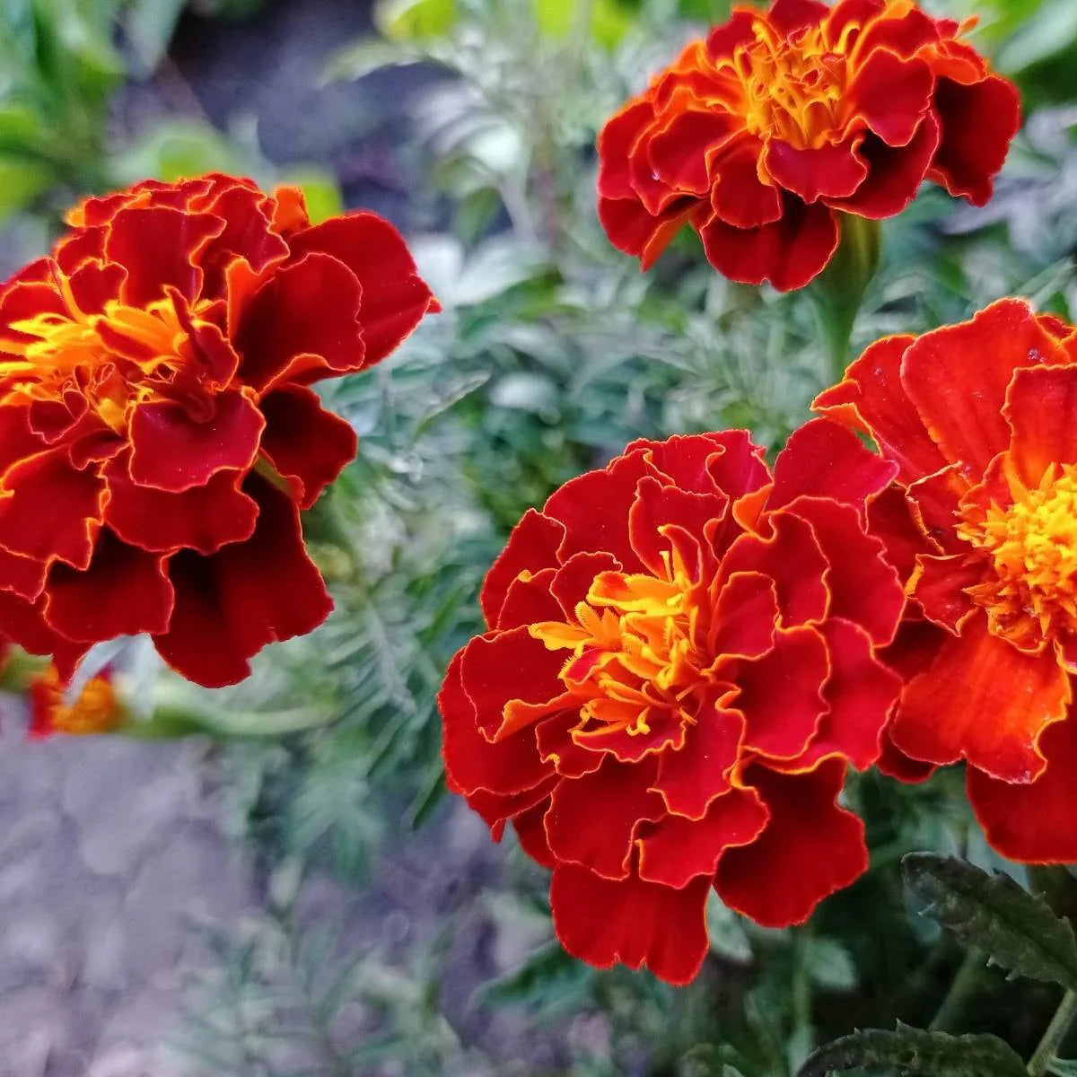 French (French Marigold) seeds for planting in home garden