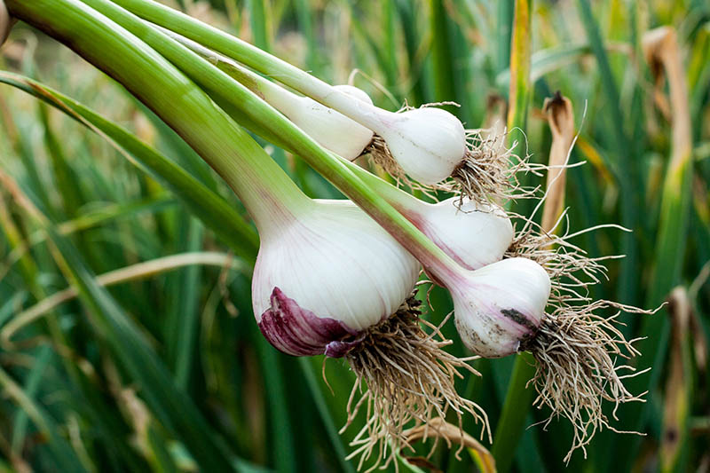 Garlic Vegetable Seeds For Planting: Add Exotic Charm To Your Garden Herb