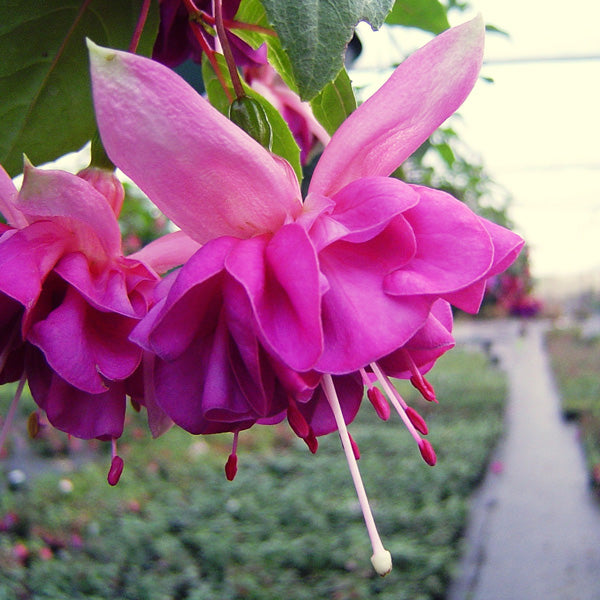 Dark Pink Fuchsia Flower Seeds For Striking Garden Planting