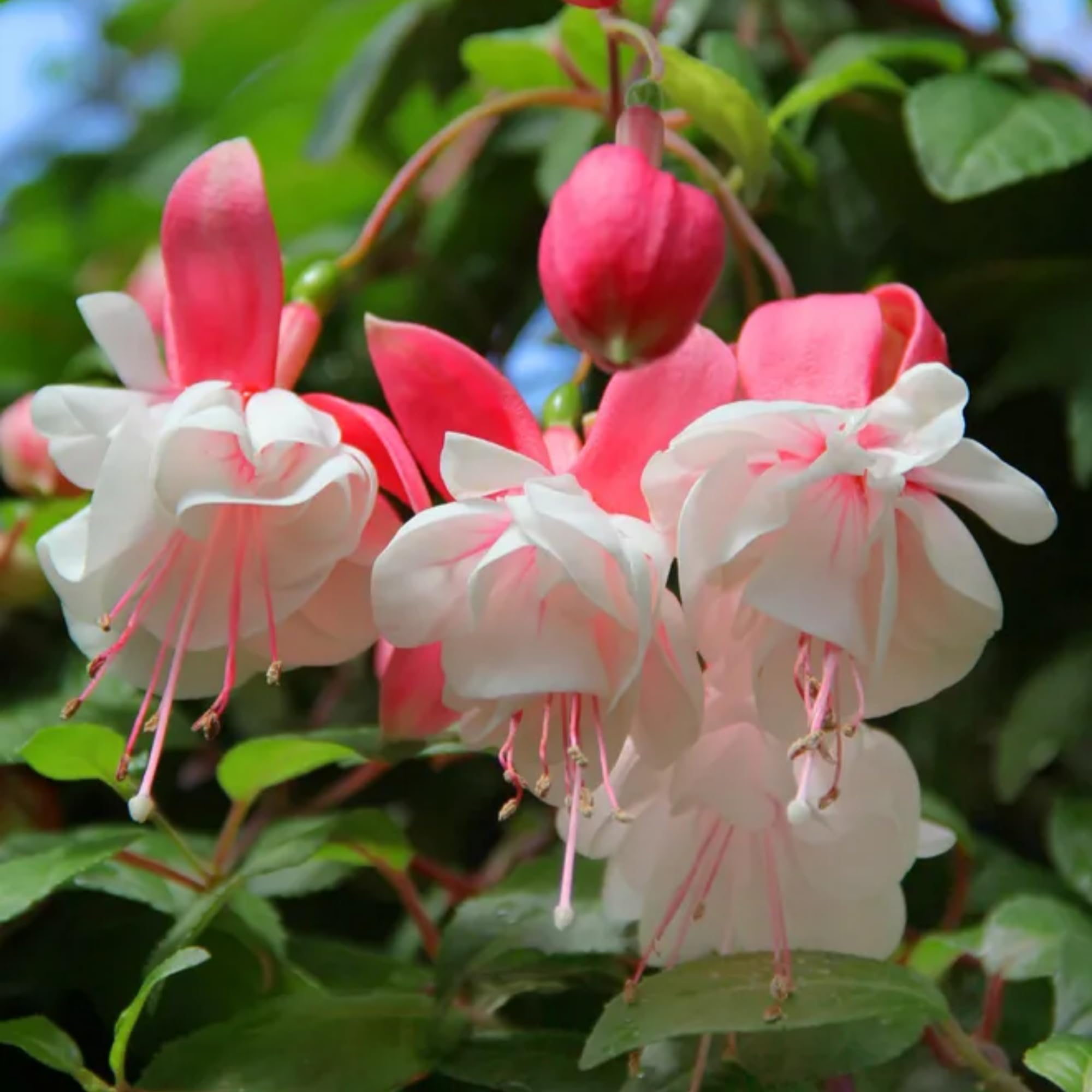 Fuchsia Hybrida Pink White Flower Seeds
