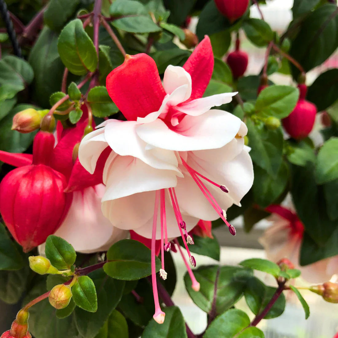 Double Petals Fuchsia Seeds - Light Pink Red Blooms For Planting