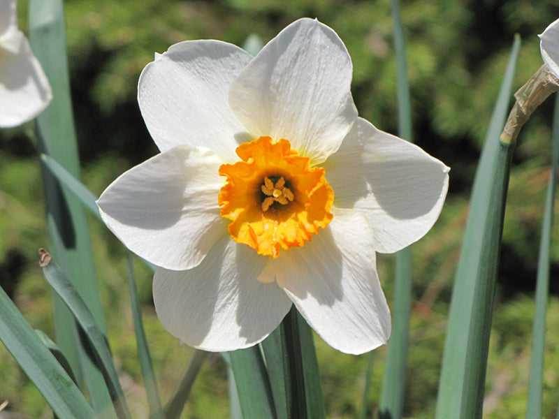 White Narcissus Flower Seeds - Grow Elegant Pure Blooms For A Fresh Garden Addition