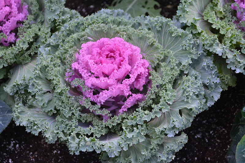 Brassica Oleracea Seeds For Planting Light Pink - Grow Beautiful Brassicas