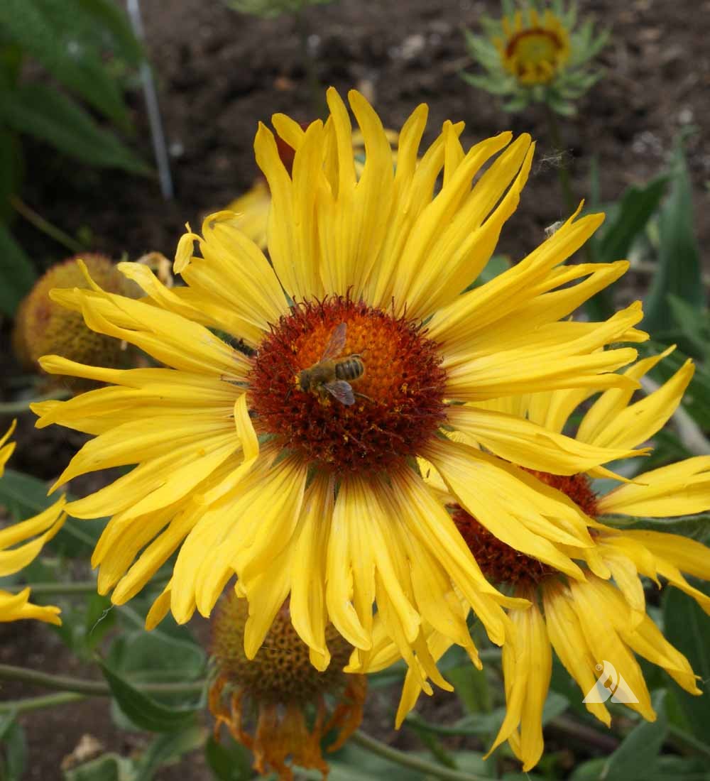 Yellow Gaillardia Flower seeds for Planting - Garden Favorite, Heirloom & GMO Free Seeds for Home Garden
 
 Sale seeds for planting in home garden