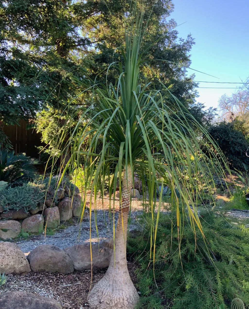 Ponytail Palm Seeds: Grow Beaucarnea Recurvata For A Unique Planting Experience Plant Seeds