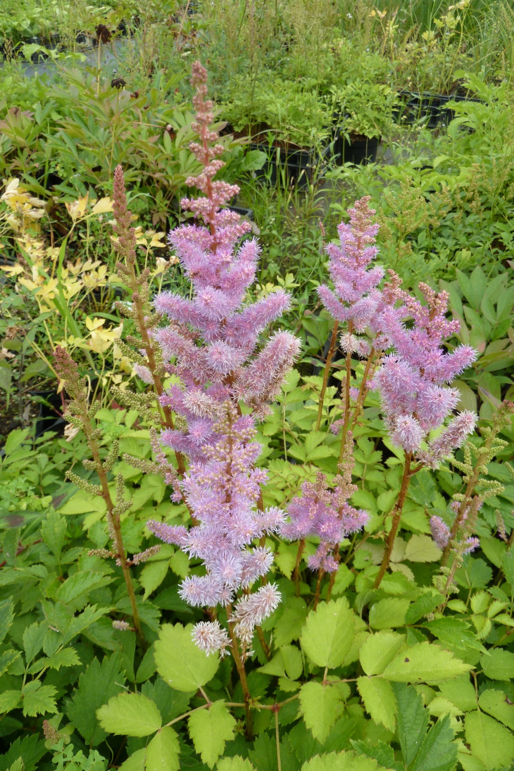 Astilbe (Astilbe Pumila) seeds for planting in home garden