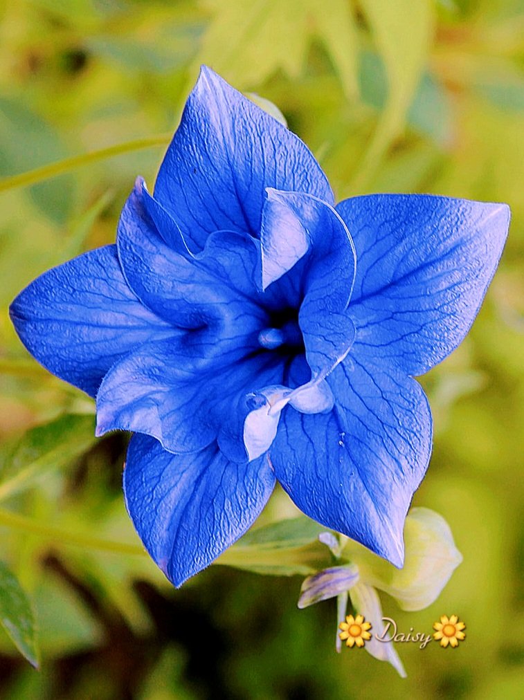 Captivating Light Blue Amaryllis Seeds For A Soothing Garden