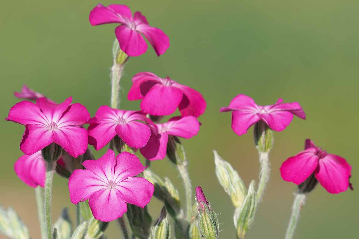 Non GMO Gaillardia blue violet seeds for planting
