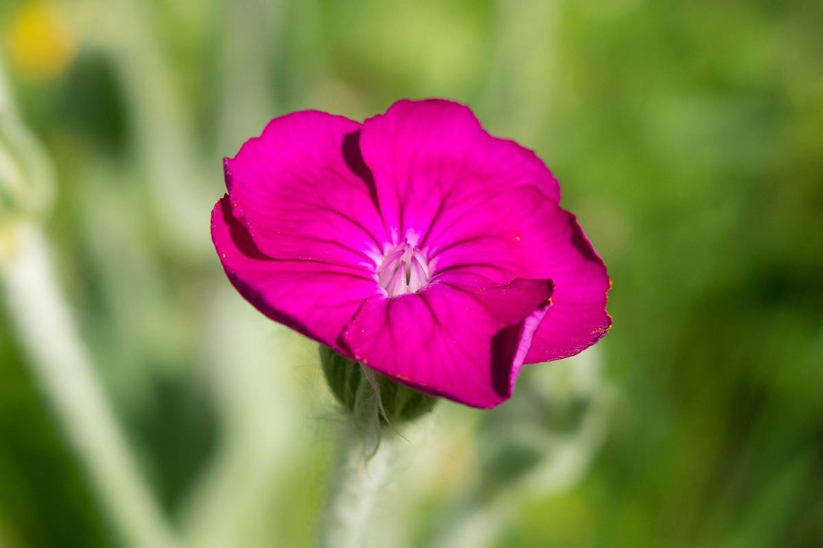 Gaillardia seeds blue violet variety for planting