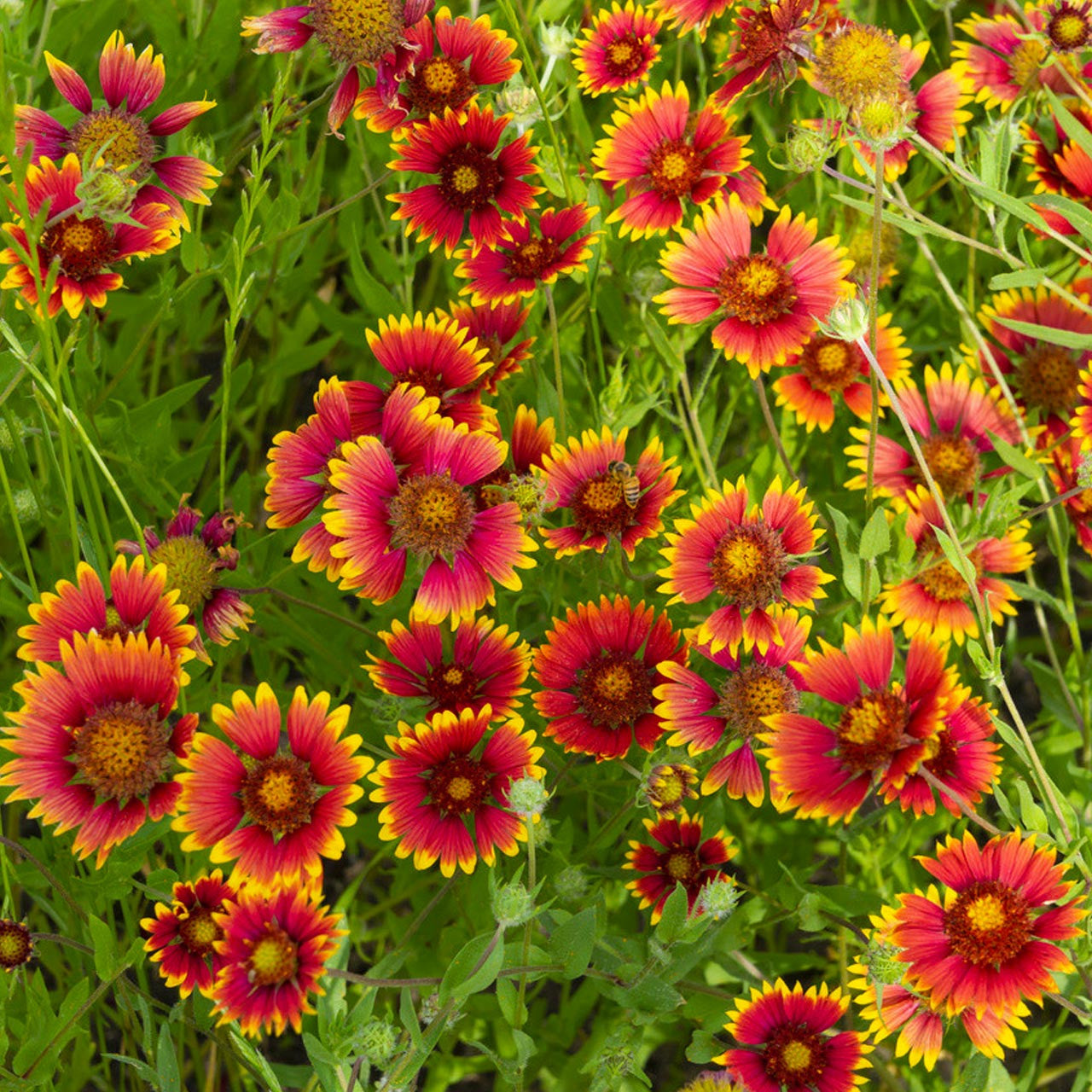 Gaillardia Flower Seeds: Planting For A Colorful Garden