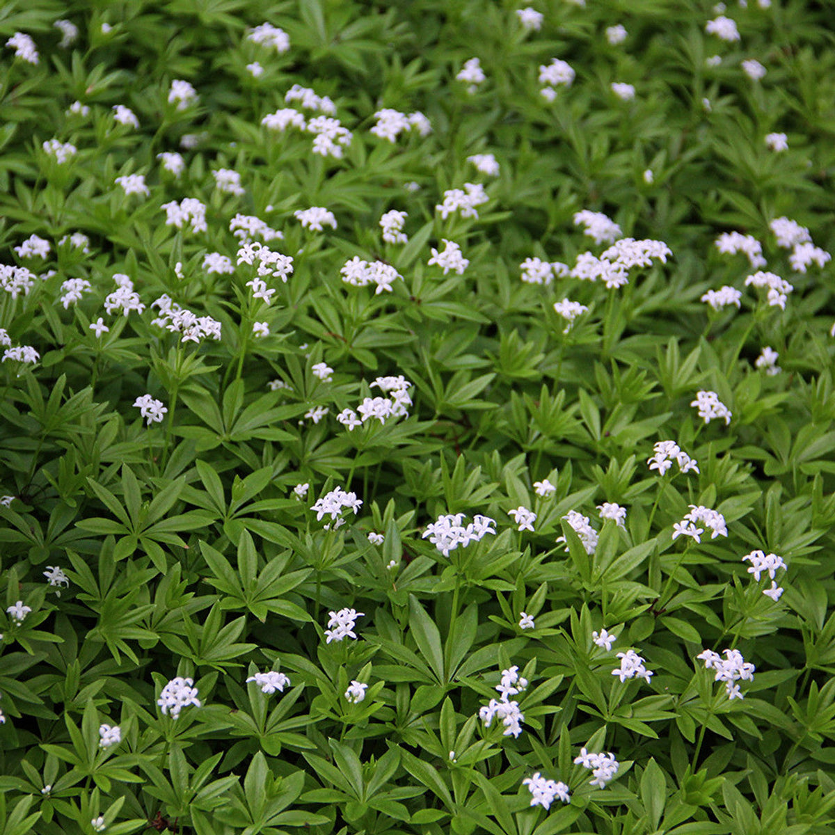 Galium Flower seeds for Planting - Sun Loving, Heirloom & GMO Free Seeds for Home Garden
 
 Sale seeds for planting in home garden