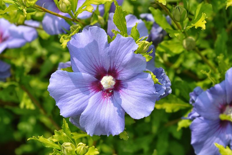 Sharon Hibiscus Seeds For Beautiful Tropical Flower Displays