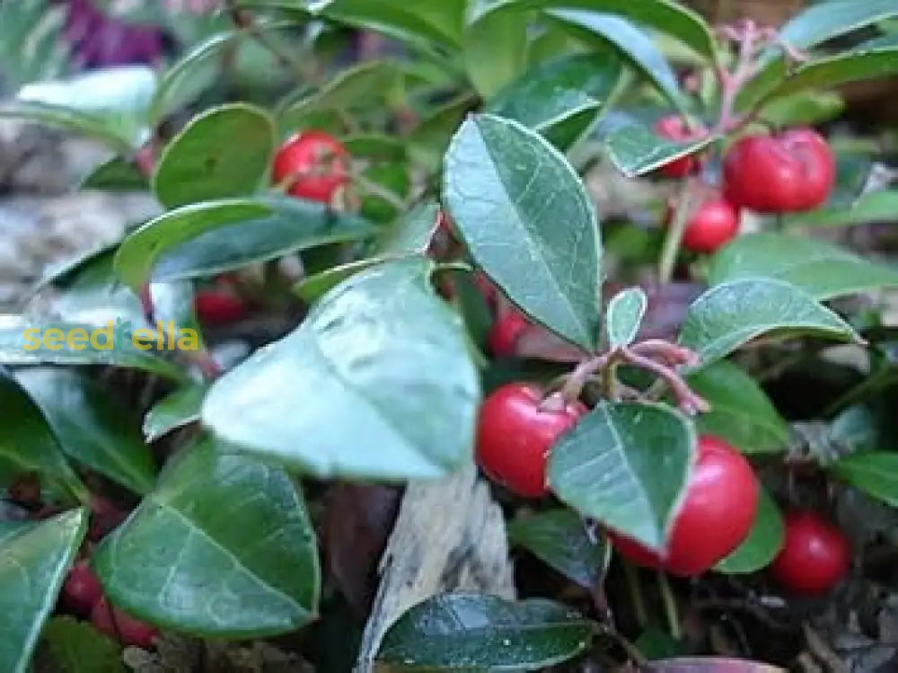 Gaultheria Fruit Seeds for planting and growing evergreen shrubs with berries.