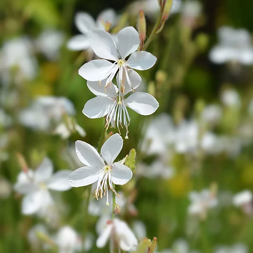 Non GMO white Gaura seeds