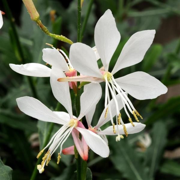 White Gaura Lindheimeri seeds for planting