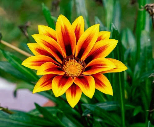 Giant flowering Gazania seeds for gardens