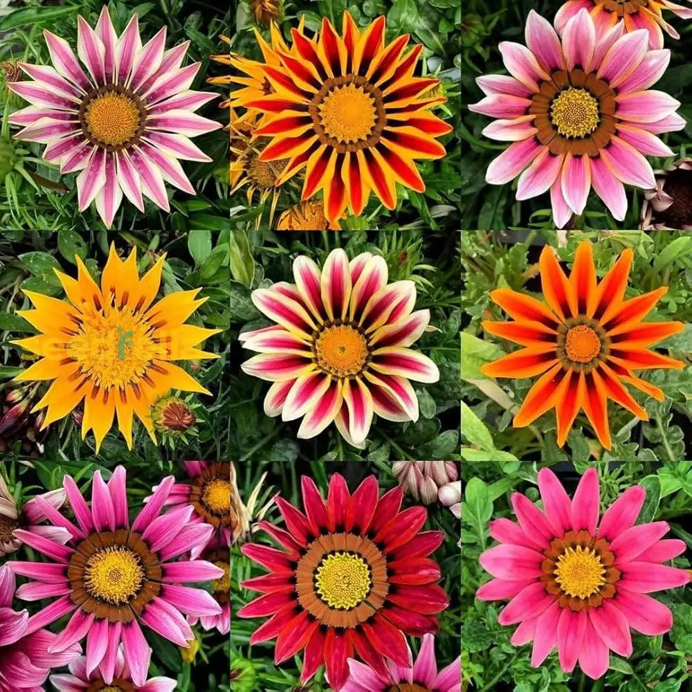 Red Yellow Gazania flowering seeds for gardens