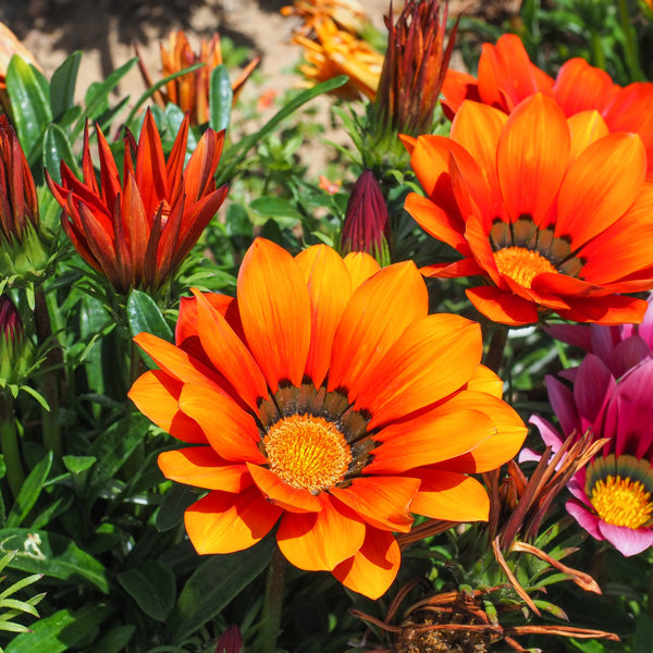 Plant Vibrant Gazania Flower Seeds In Orange For A Striking And Colorful Garden