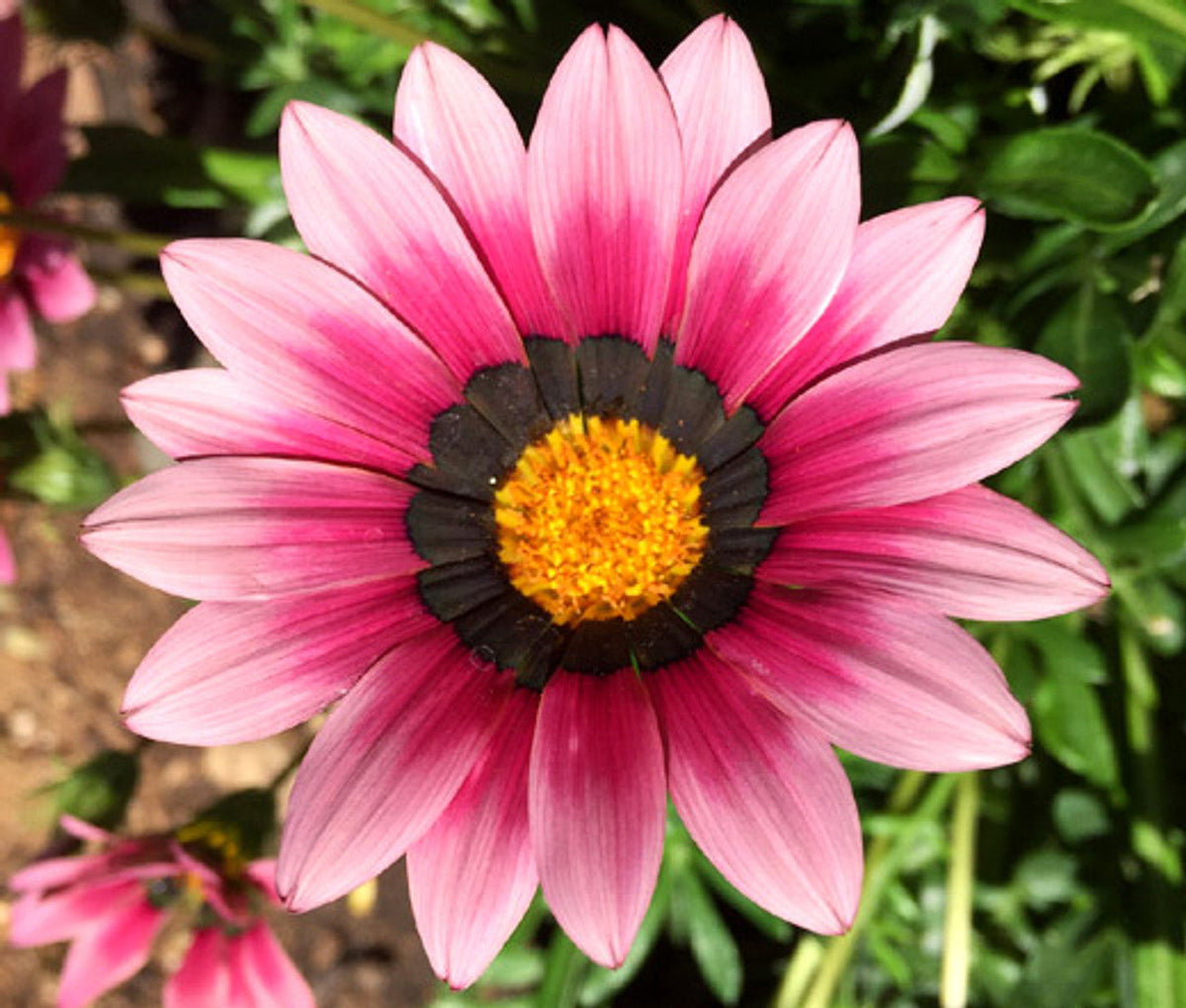 Gazania Pink Flower seeds for Planting - Bright Blooms, Heirloom & GMO Free Seeds for Home Garden
 
 Sale seeds for planting in home garden