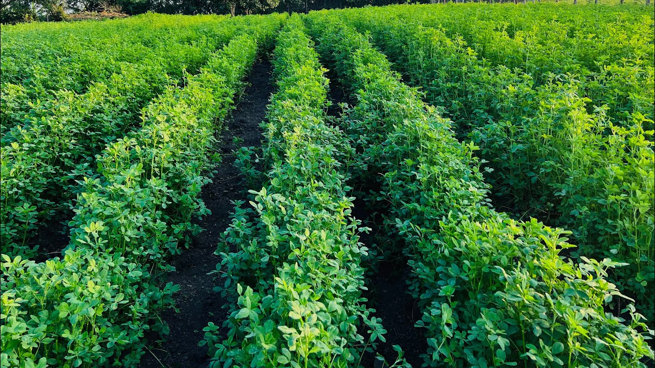 Geesteranus planting seeds for home and garden