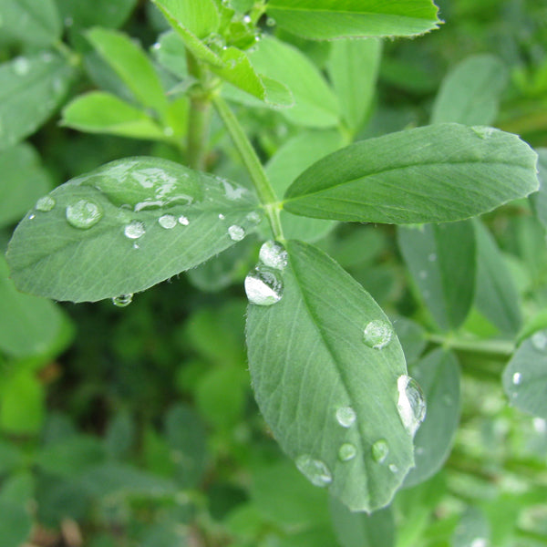Non GMO Geesteranus Alfalfa seeds