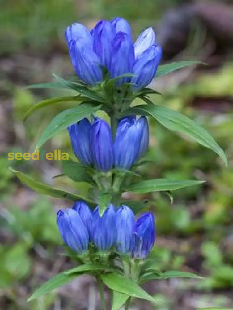 Blue Gentiana flowering seeds for gardens