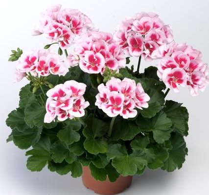 Geranium Seeds For Planting: Bright White And Pink Flowers Flower