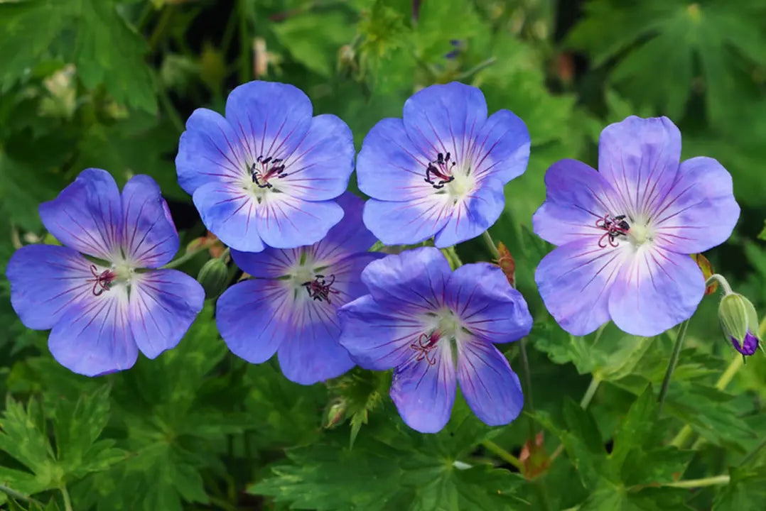 Blue Climbing Geranium flowering seeds for gardens