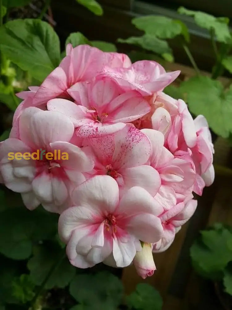 Non GMO White Pink Geranium seeds