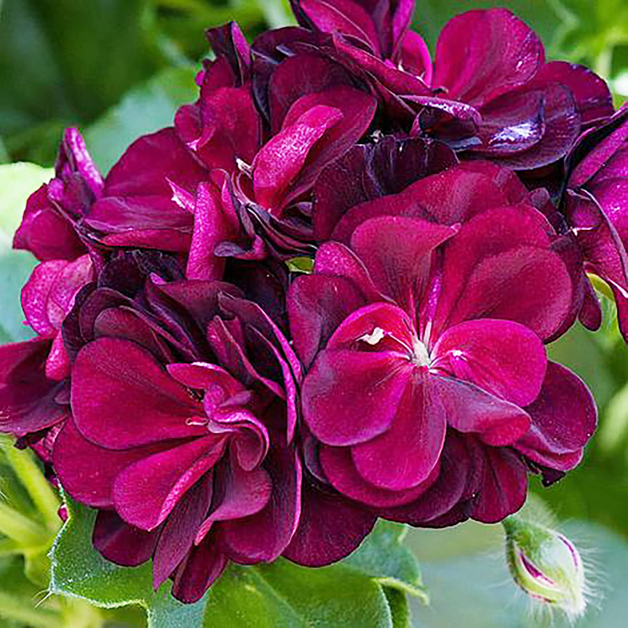 Ornamental Burgundy Geranium seeds for landscapes