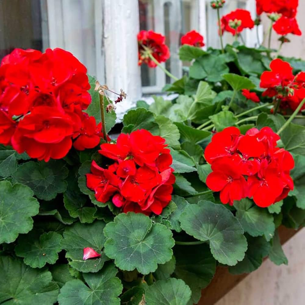 Red white geranium seeds for planting