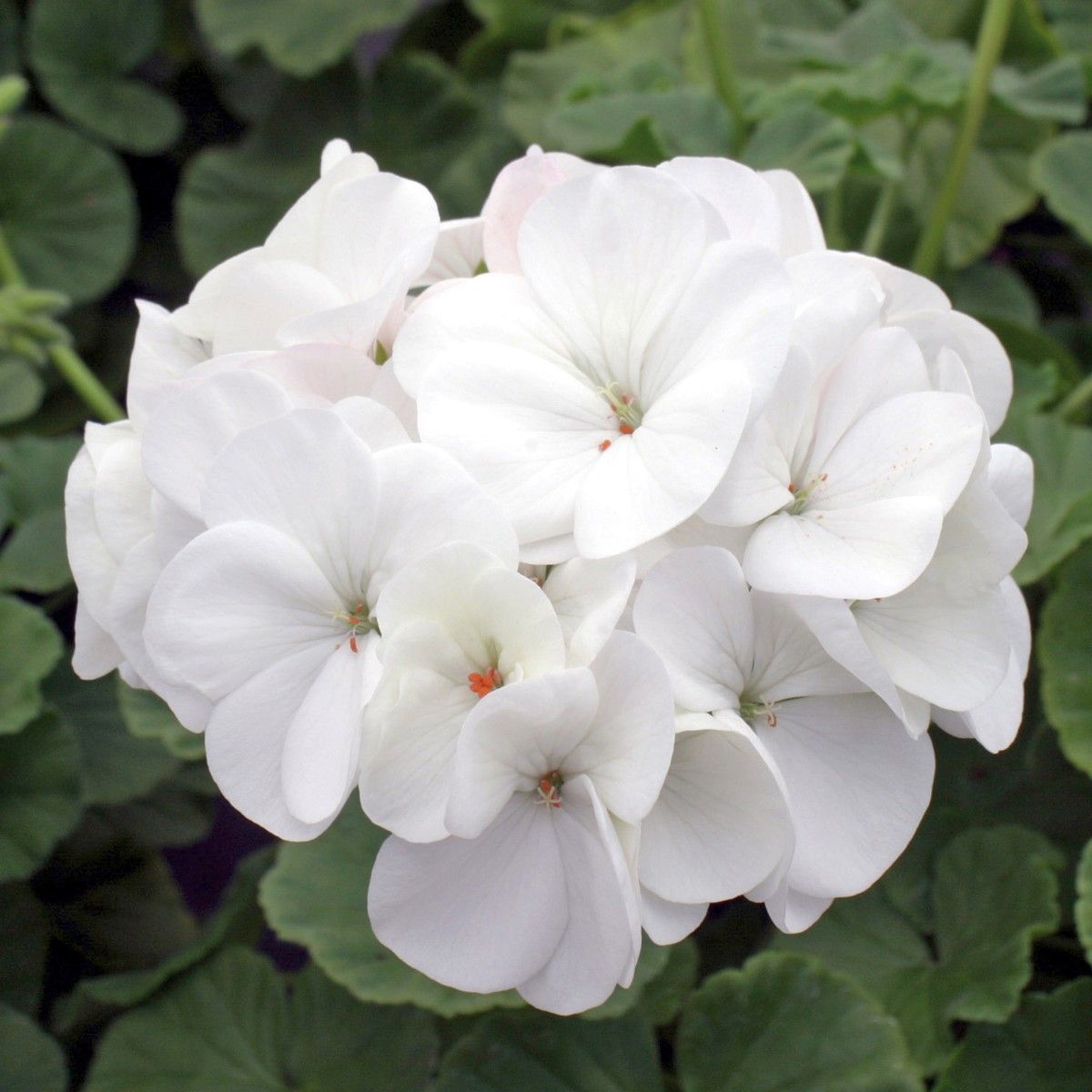 White Pelargonium Flower seeds for Planting - Cottage Garden Essential, Heirloom & GMO Free Seeds for Home Garden
 
 Sale for planting in home garden