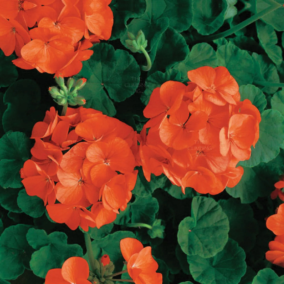 Geranium Light Orange Flower seeds for Planting - Cut Flower Favorite, Heirloom & GMO Free Seeds for Home Garden
 
 Sale seeds for planting in home garden
