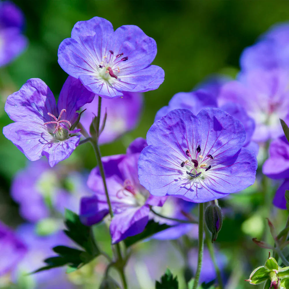 Geranium Perennial Pelargonium Peltatum Seeds For Planting Vibrant Purple Blooms