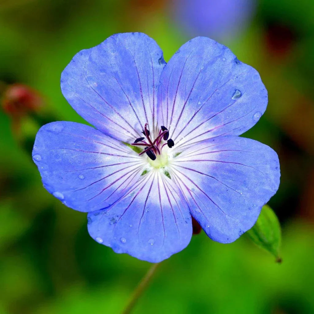 Cool-Climate Blue Geranium Flower Seeds For Easy Planting