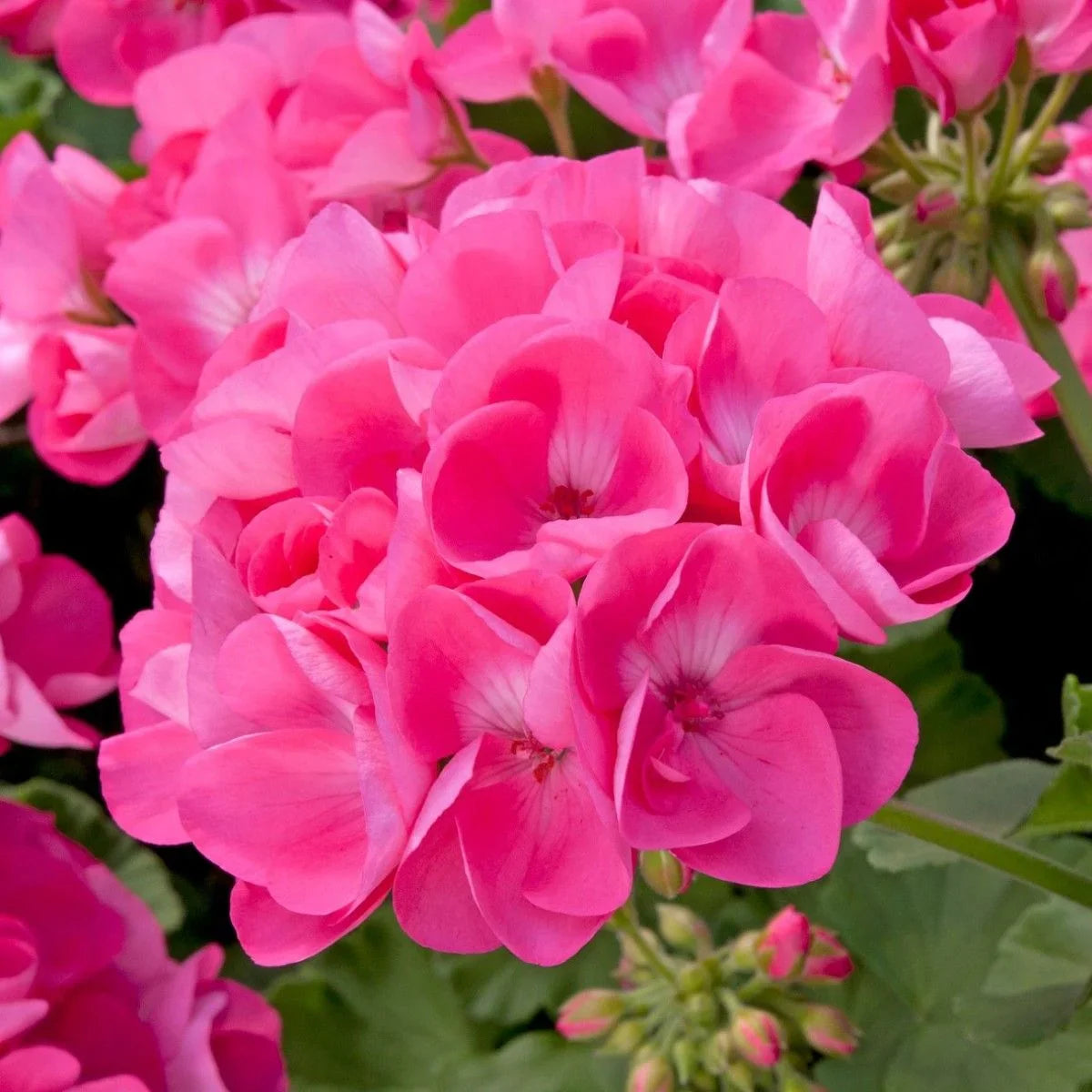 Pink Geranium Flower Seeds For Planting