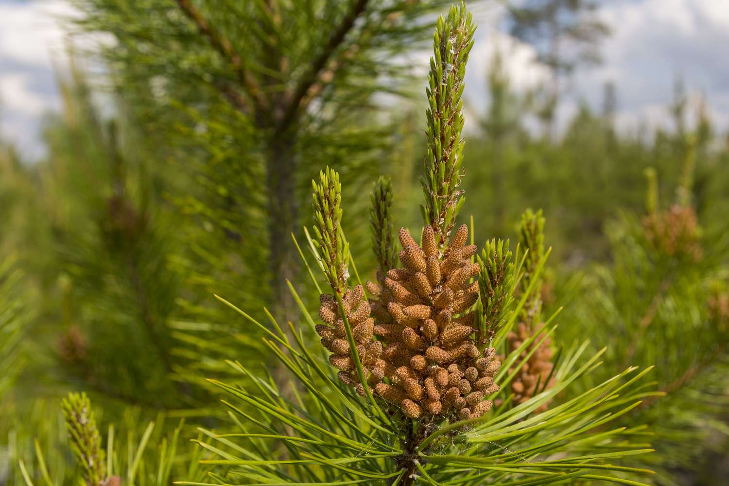 Green Loblolly Pine Tree Seeds For Majestic Planting