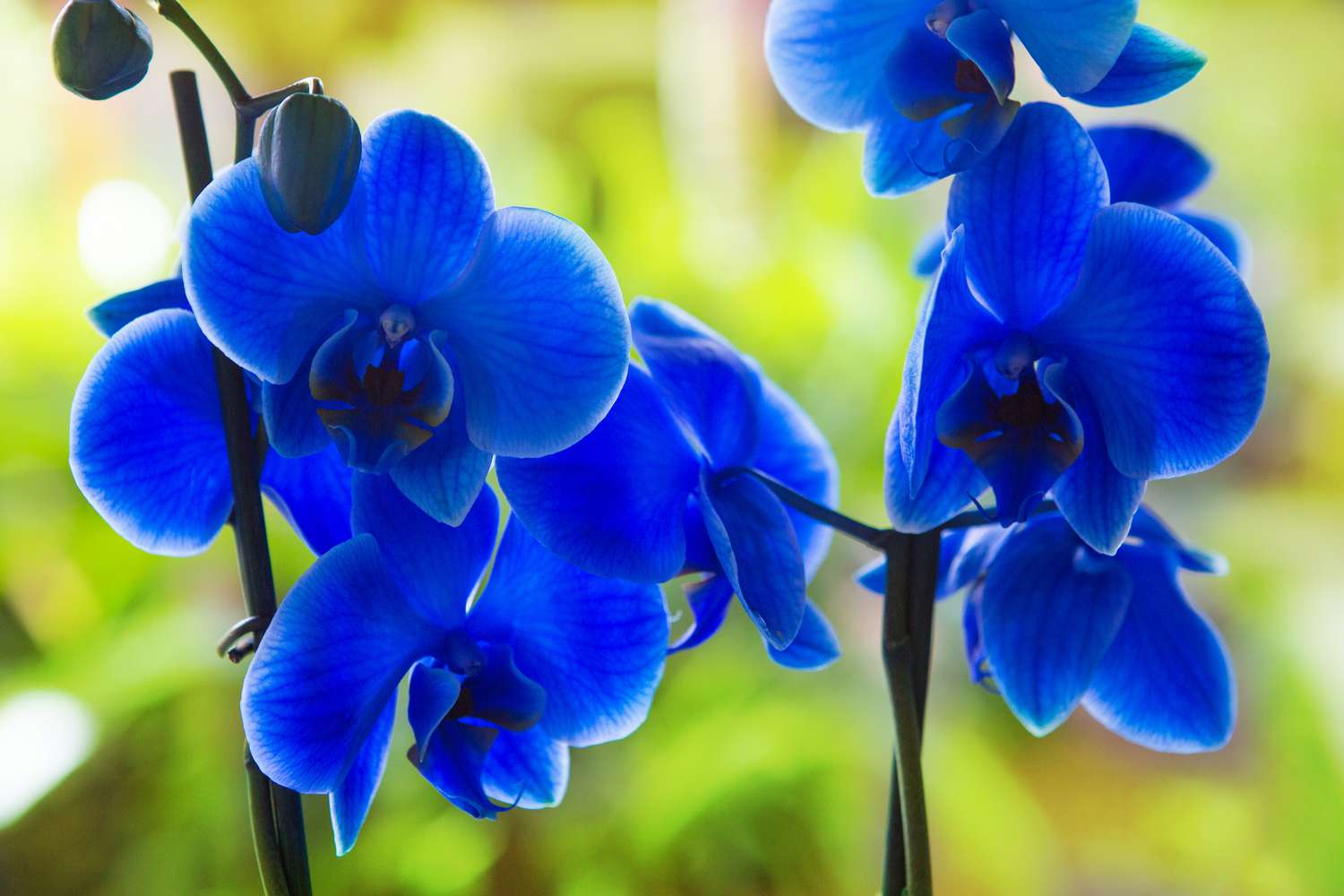 Sky Blue Phalaenopsis Orchid Flower Seeds For Vibrant Indoor Blooms