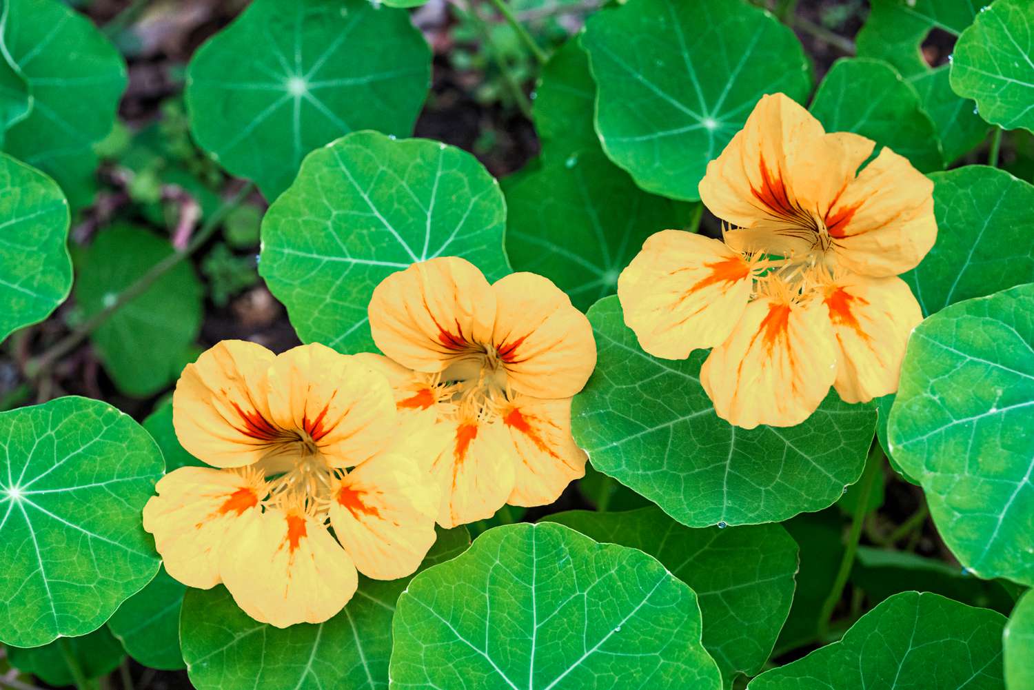 Yellow Tropaeolum Majus Flower Seeds For Easy Planting