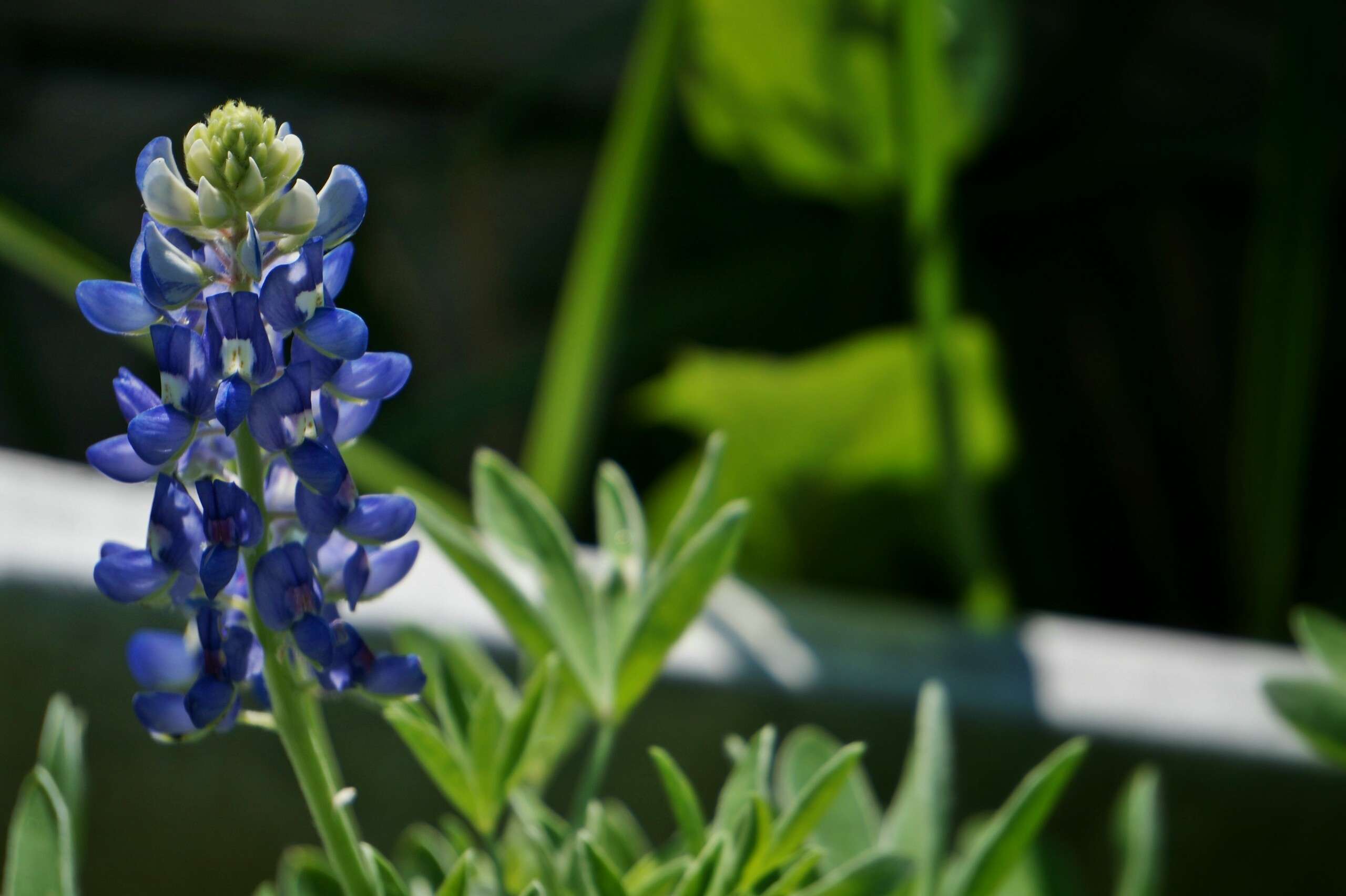 Blue Bonnet Flower Seeds For Bright Blooms - Perfect Planting