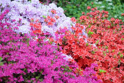 MultiColored (MultiColored Gardenia) seeds for planting in home garden