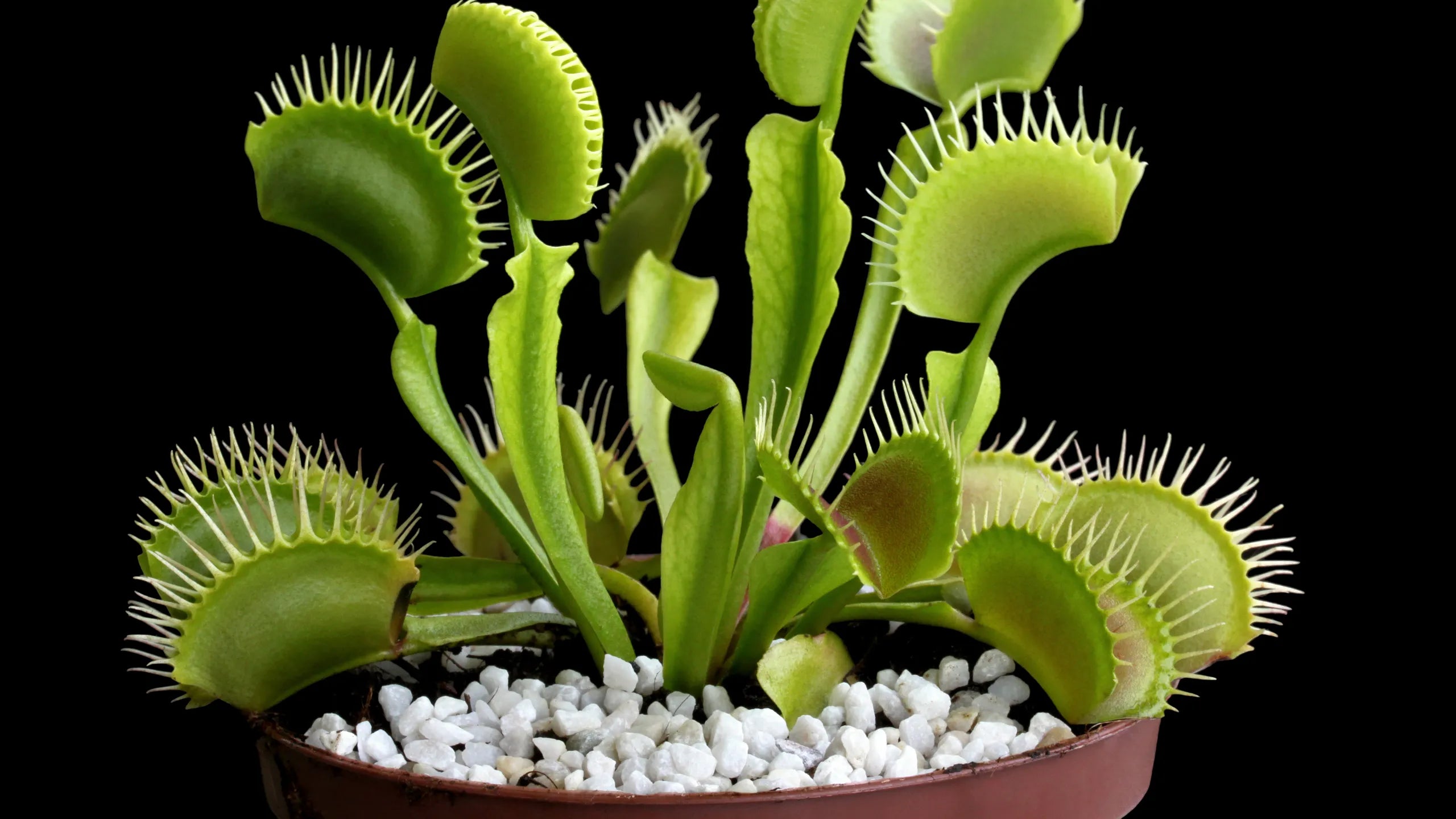 Exotic Carnivorous Plant Seeds - Perfect For Easy Planting Seeds