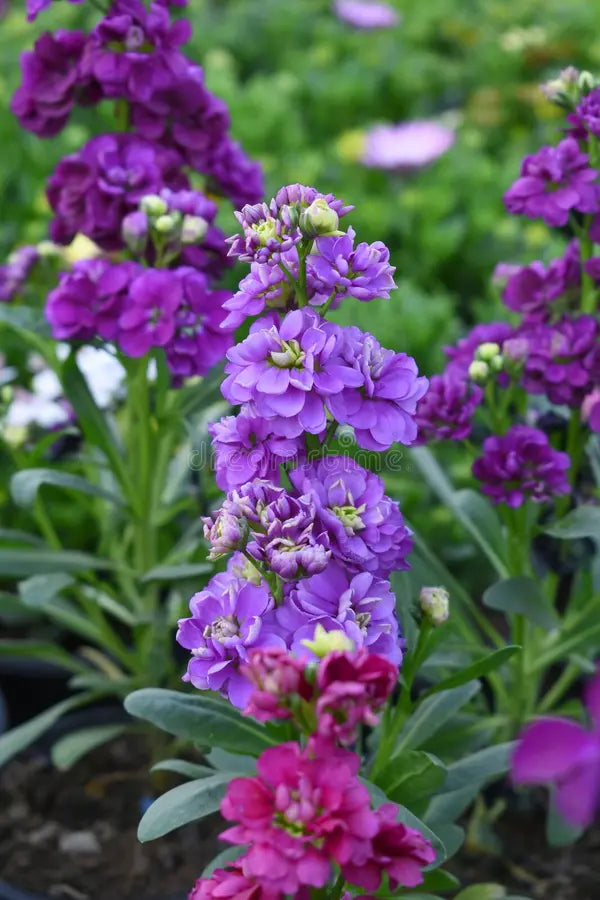 Blue Gillyflower flowering seeds for gardens